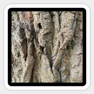 Tree Grooves Photography Sticker